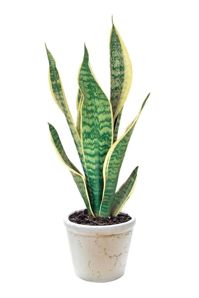 best houseplants for beginners