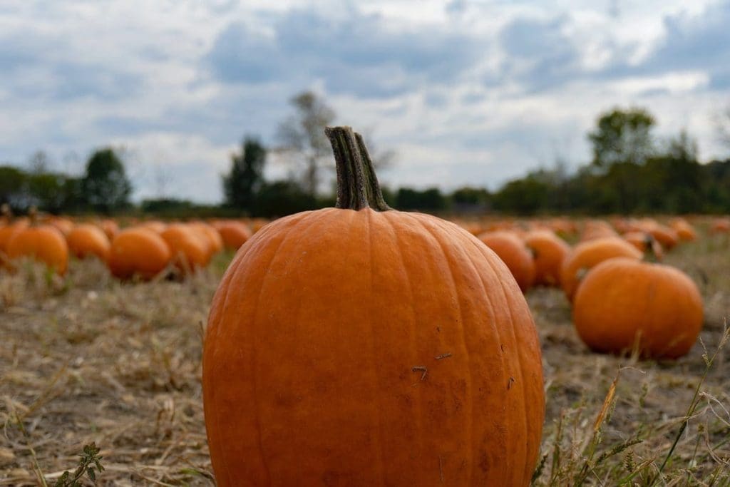 pumpkin picking in nj