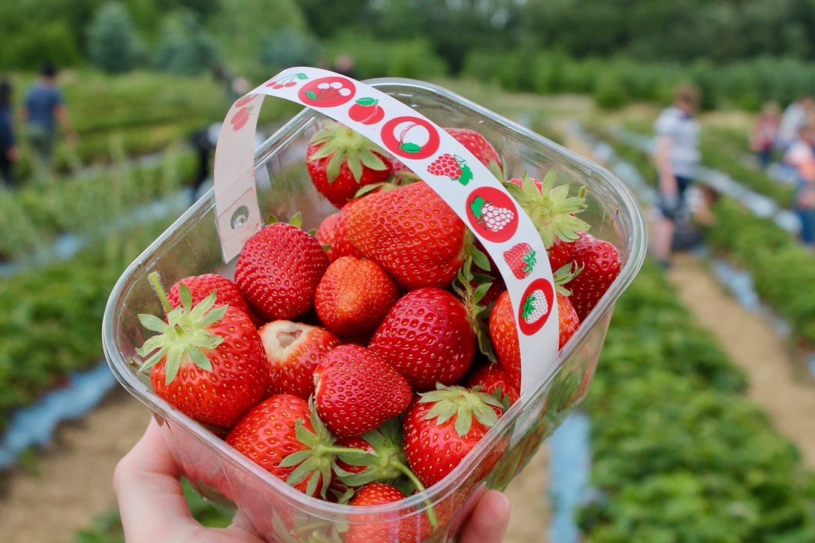 new jersey strawberry picking farms