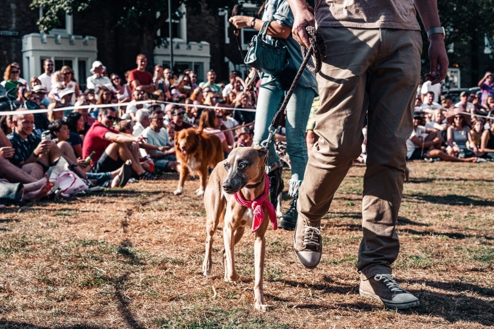 How to Prepare Your Dog for a Show