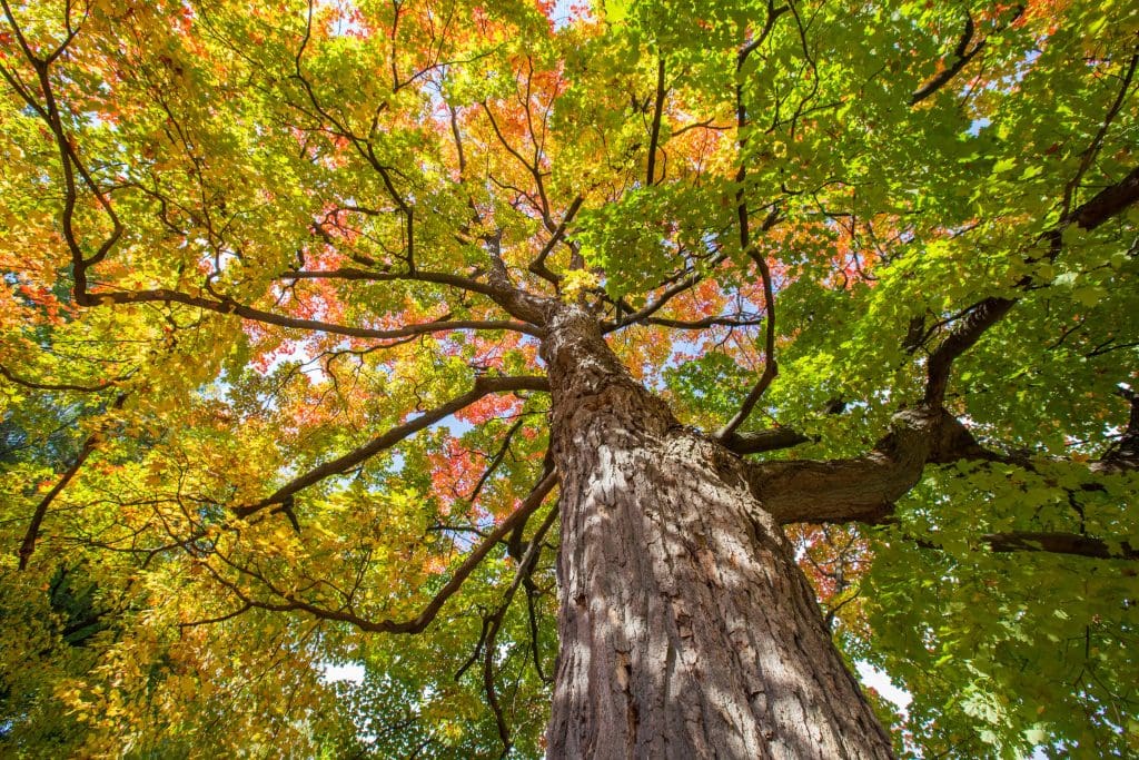 the tallest tree in NJ