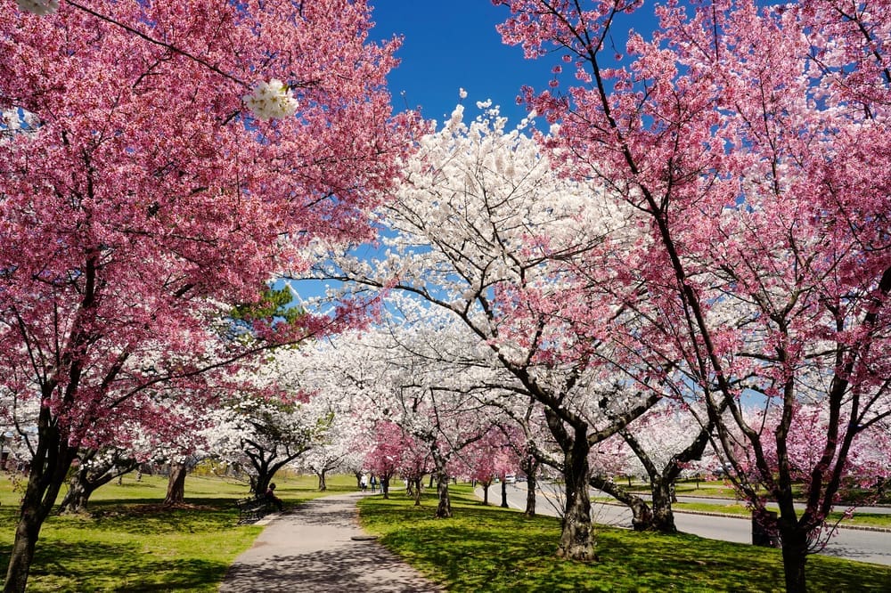 cherry blossoms nj 2024