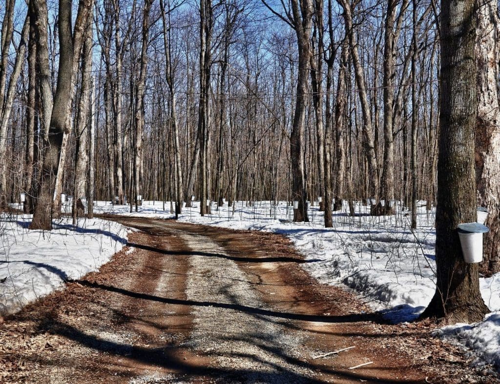 maple sugaring nj