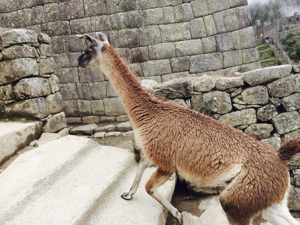Machu Picchu