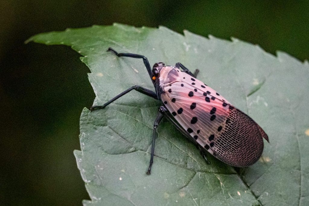 new jersey lanternfly problem