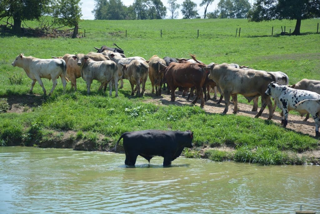 new jersey farm 