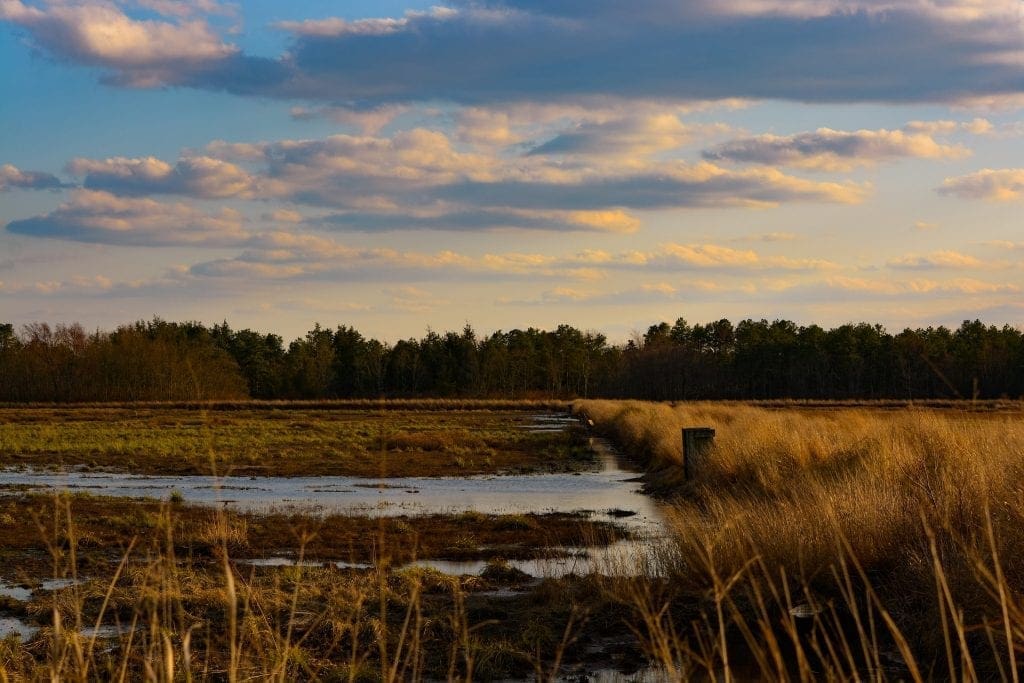 jersey devil pine barrens