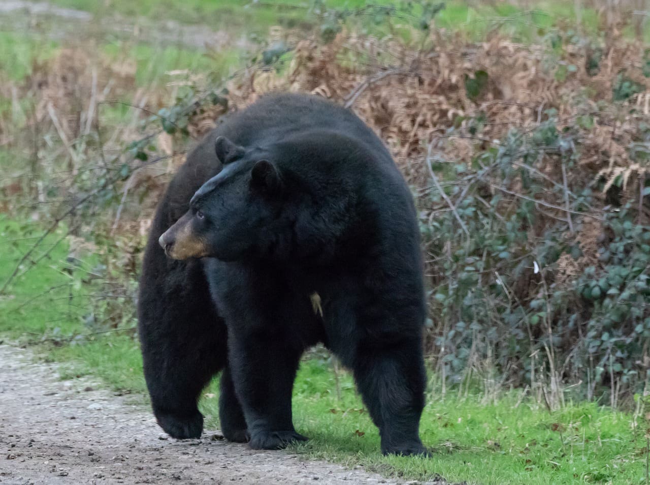 nj black bear hunting