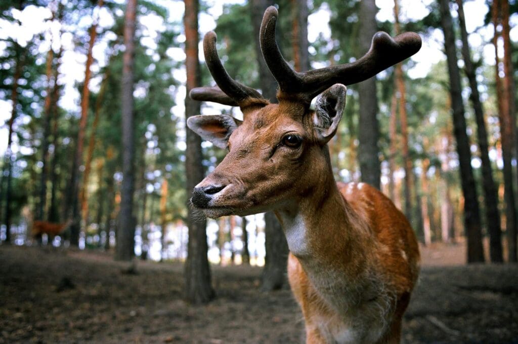 deer