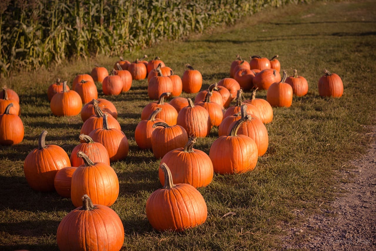 Halloween pumpkins