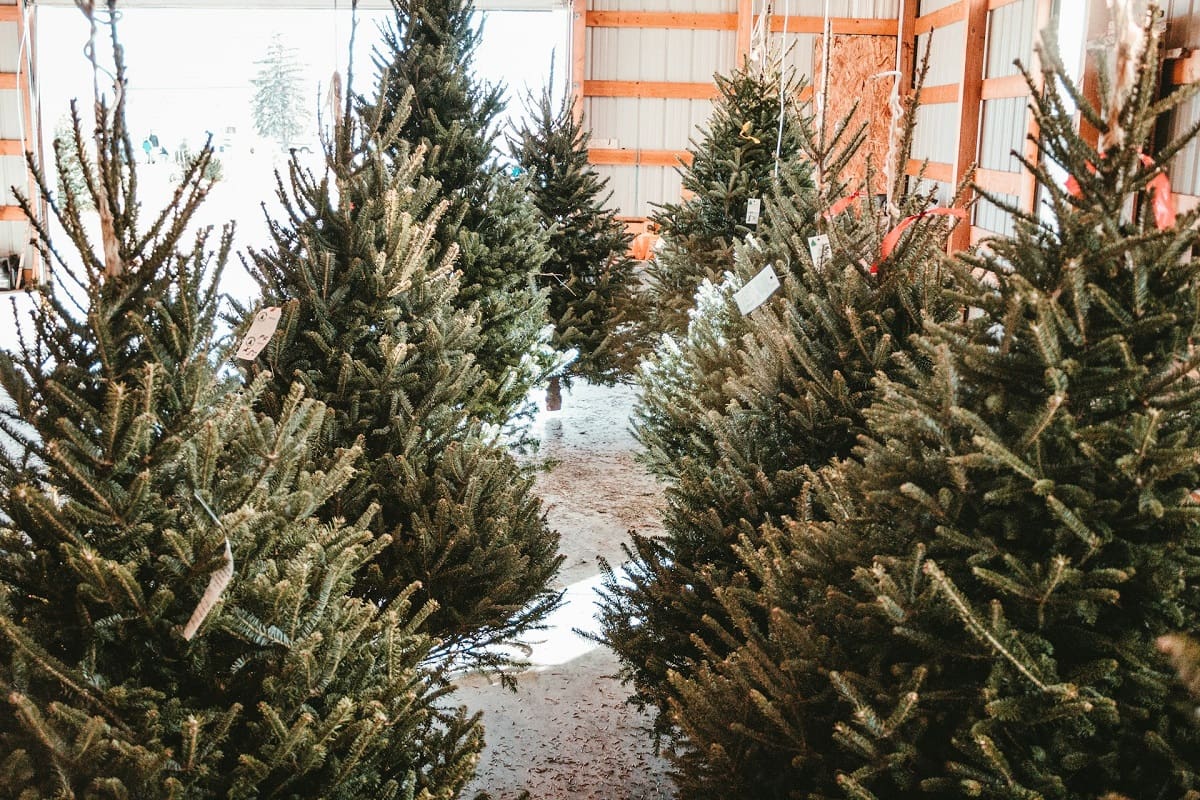 Rows of Douglas fir and spruce trees at a New Jersey tree farm during Christmas tree season.