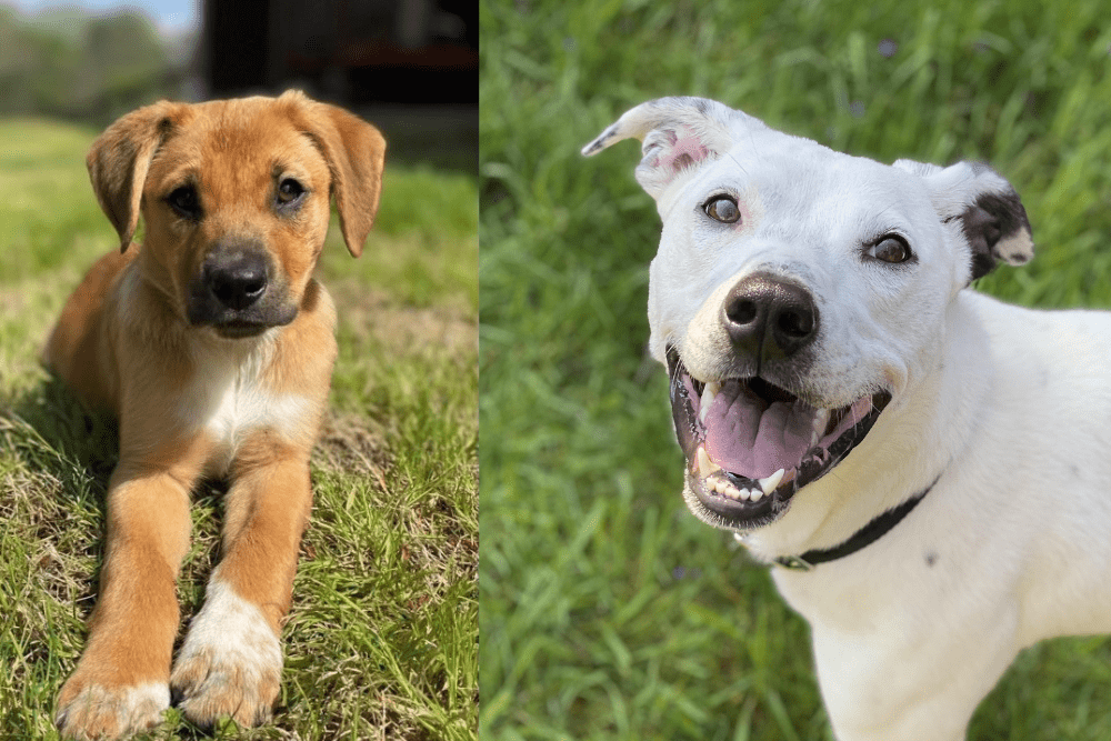 2 dogs St. Hubert's