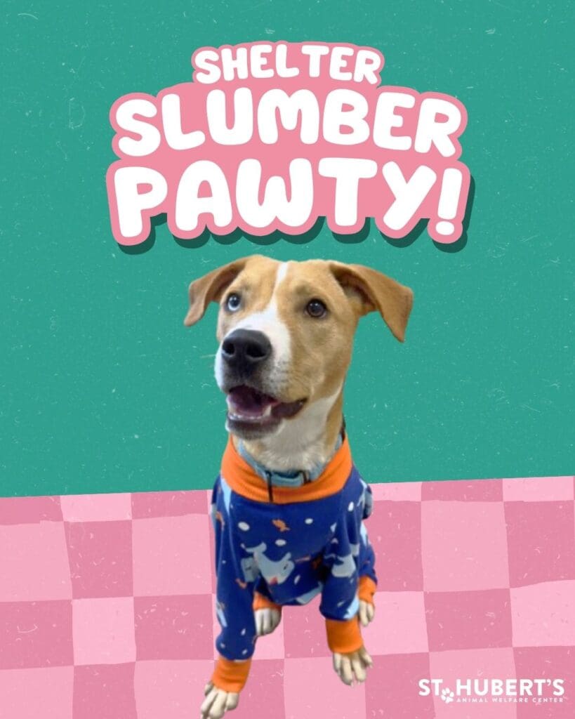 Shelter Slumber Pawty