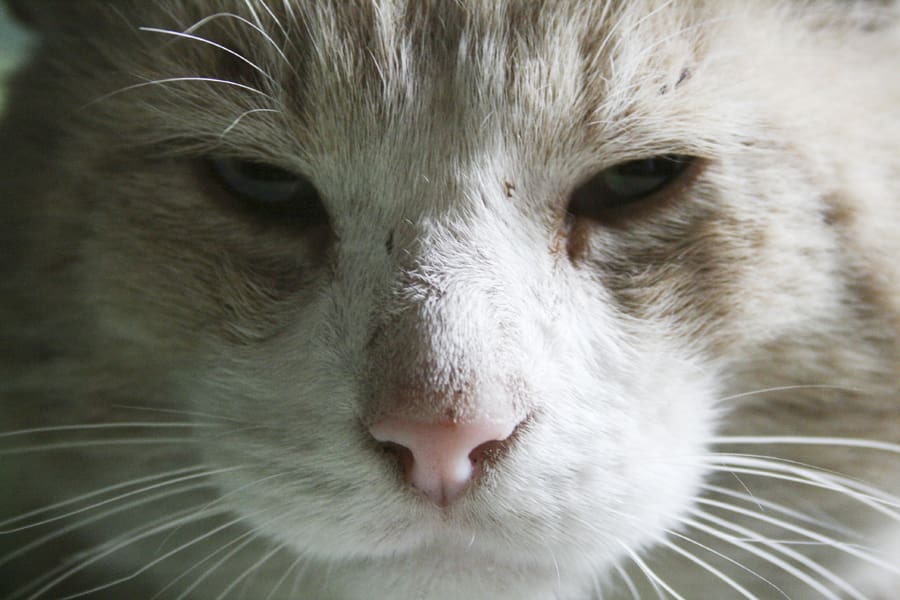 close up of a cat's face