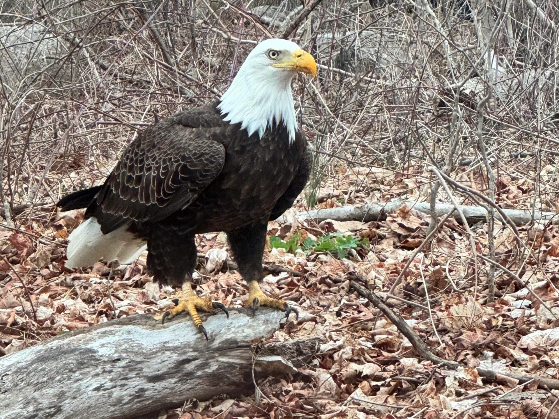 Bald eagle sighting in Sussex County, NJ
