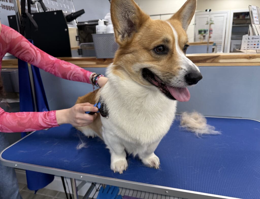 Corgi getting brushed
