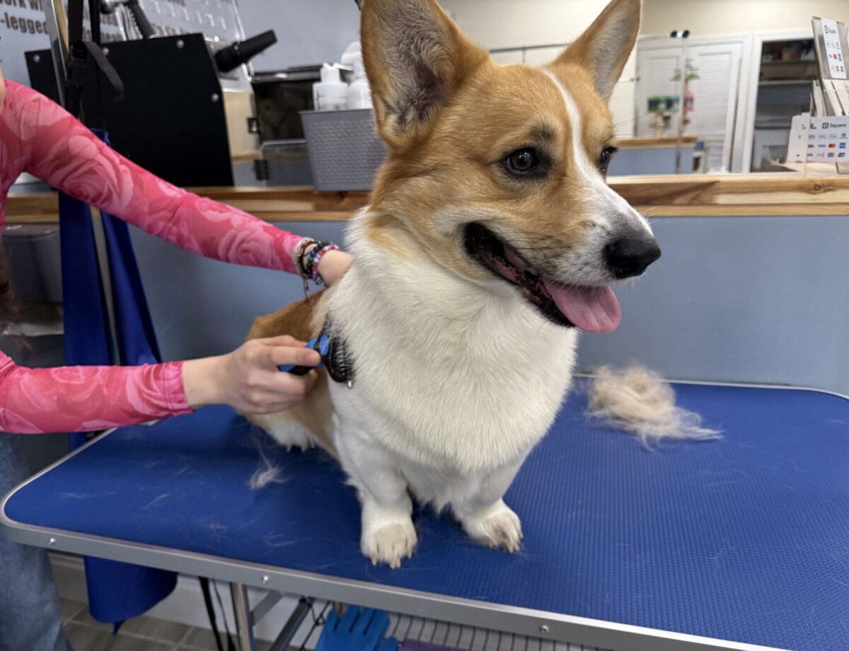 Corgi getting brushed