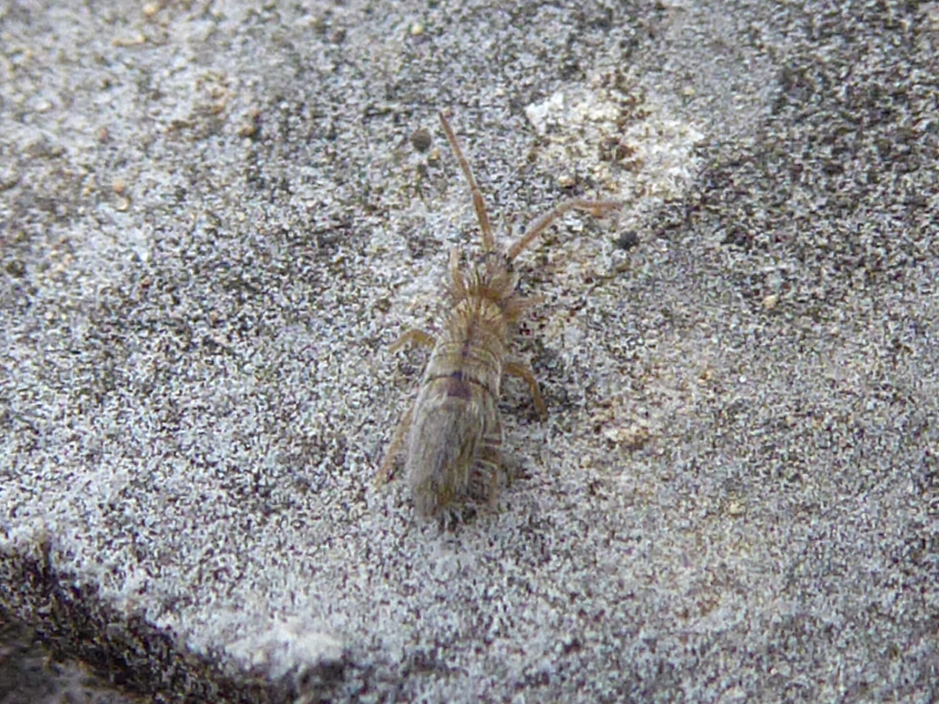 springtail