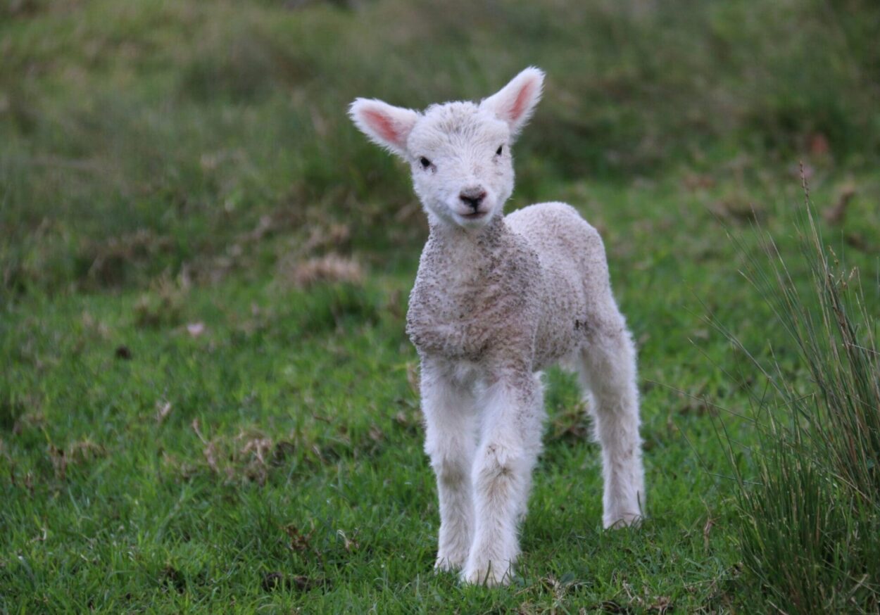 Sheep on Unsplash