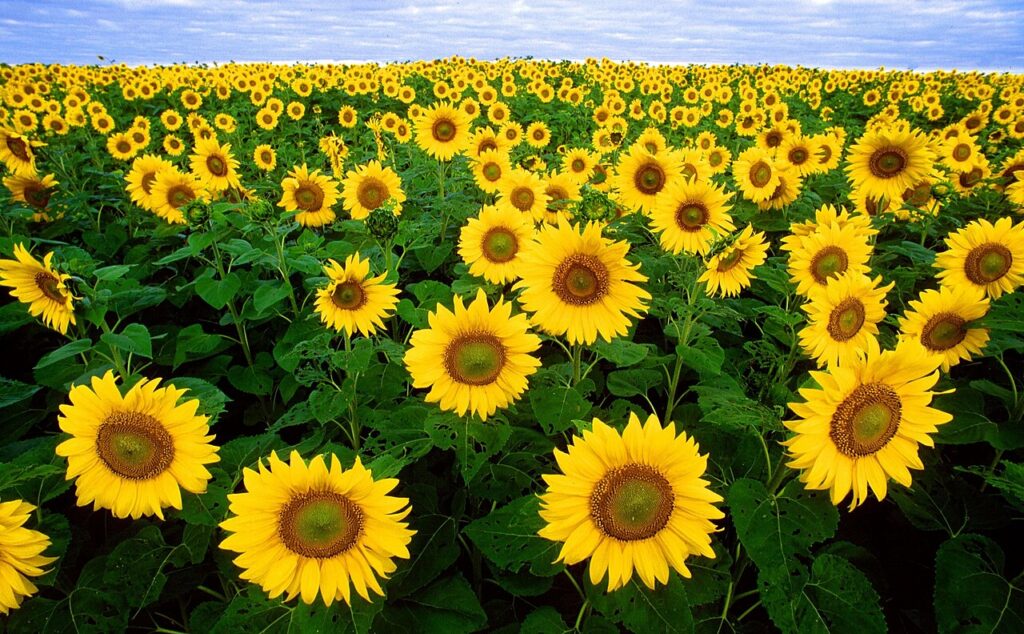 A field of sunflowers in full bloom in New Jersey.