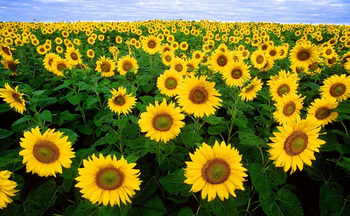 A field of sunflowers in full bloom in New Jersey.