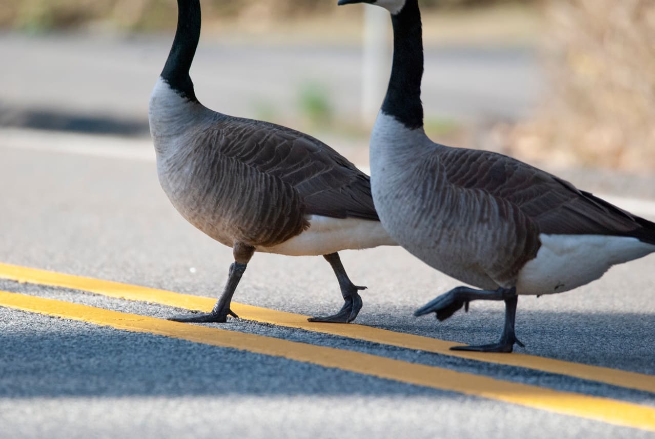 nj geese incident