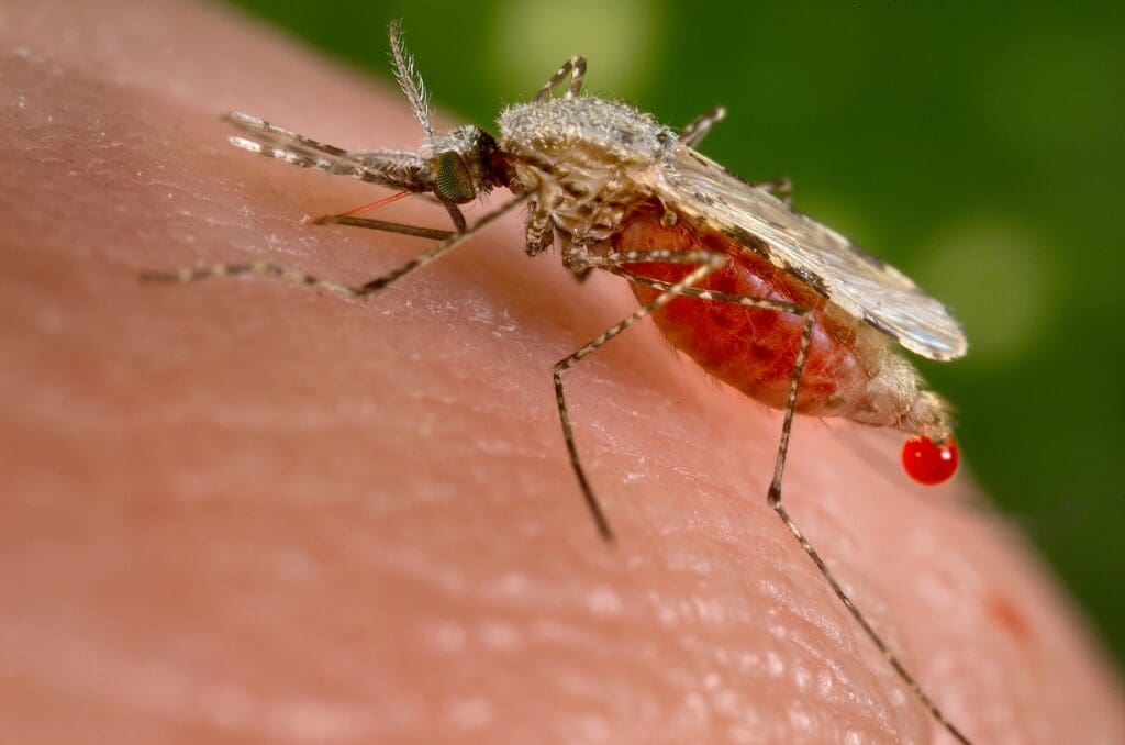 female anopheles mosquito