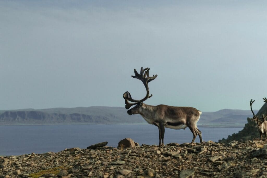 Philly Cheesesteaks in Sweden? With Reindeer and Moose