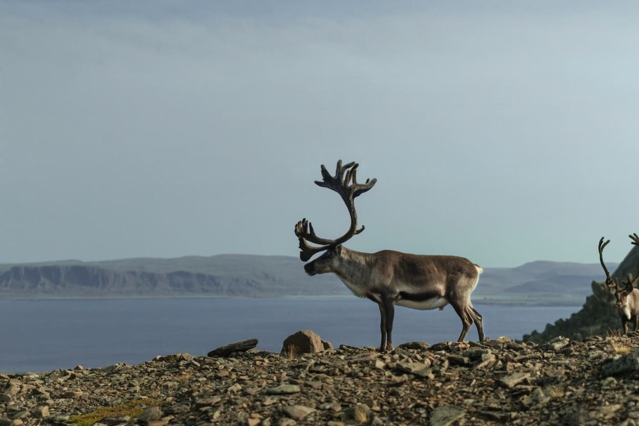 Philly Cheesesteaks in Sweden? With Reindeer and Moose