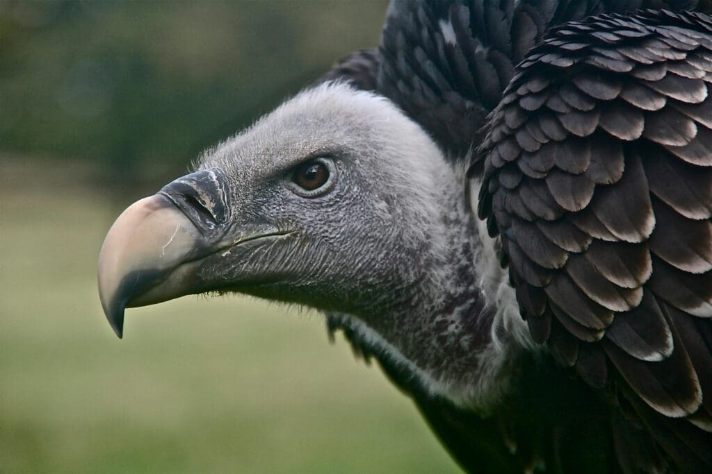 vulture