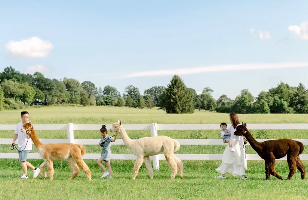 Bluebird Farm Alpacas