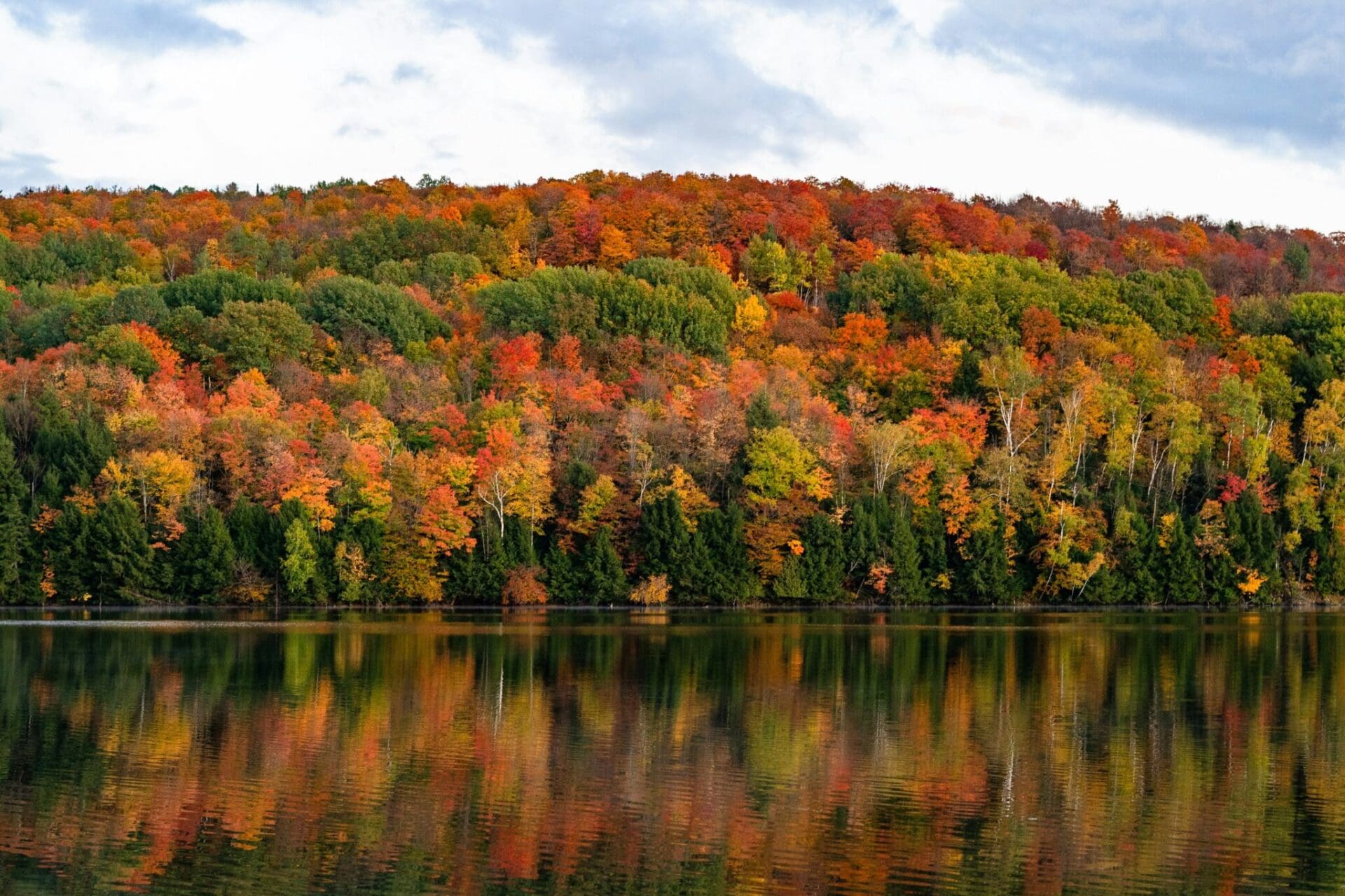colorful trees in the fall