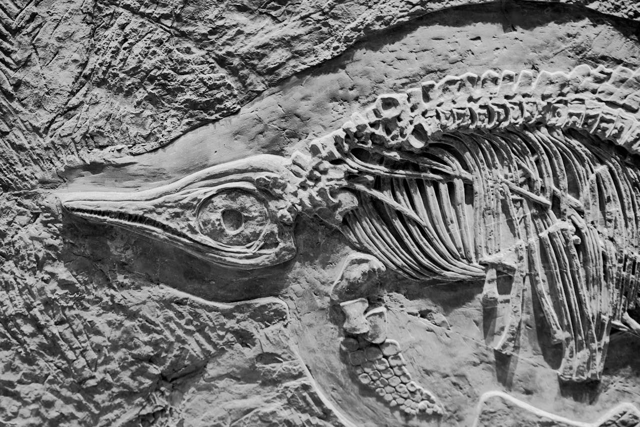 New Jersey dinosaur fossils