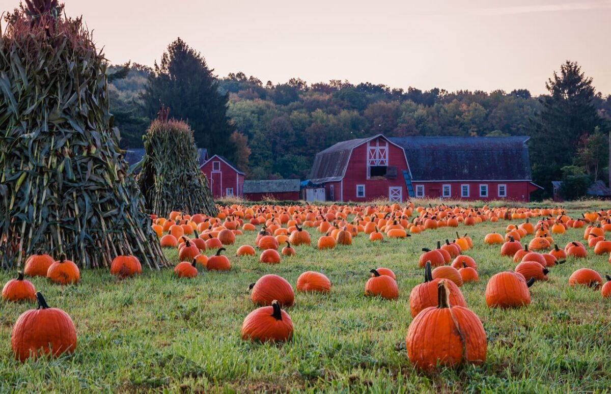 A New Jersey pumpkin patch, one of many farms open for fall pumpkin picking
