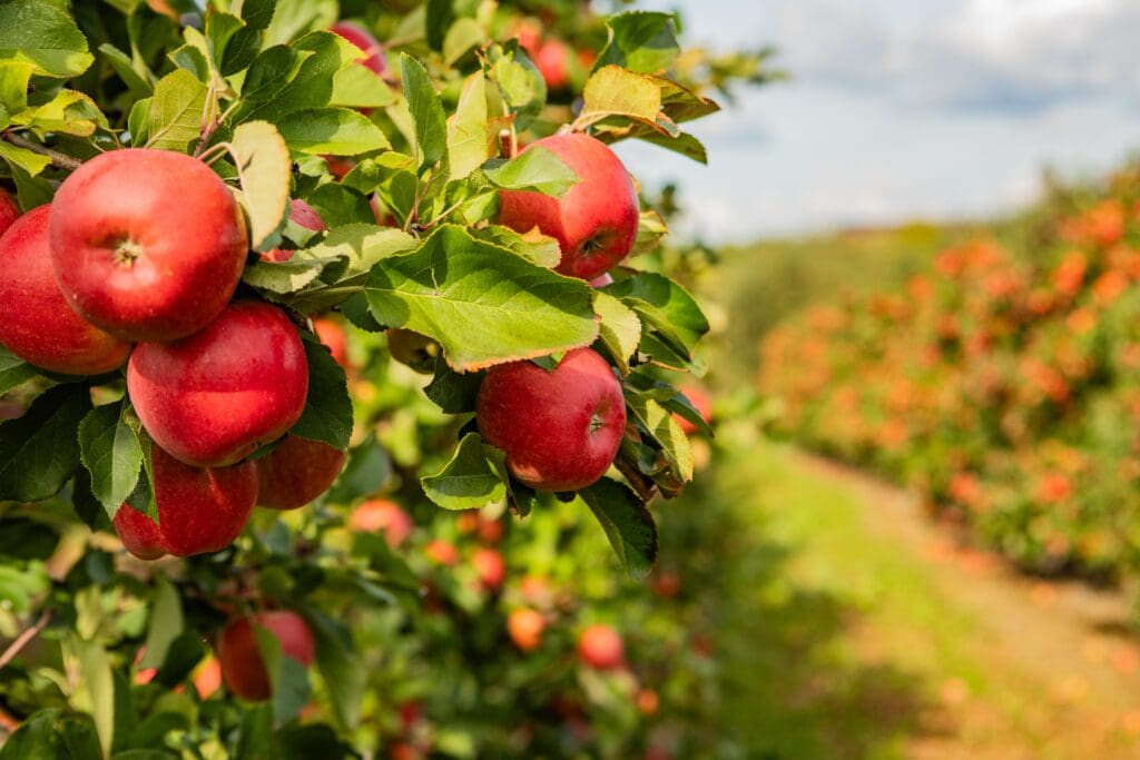 apple picking in NJ