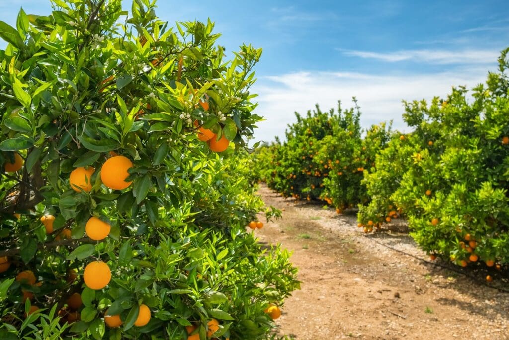 Florida’s Orange Crisis Deepens