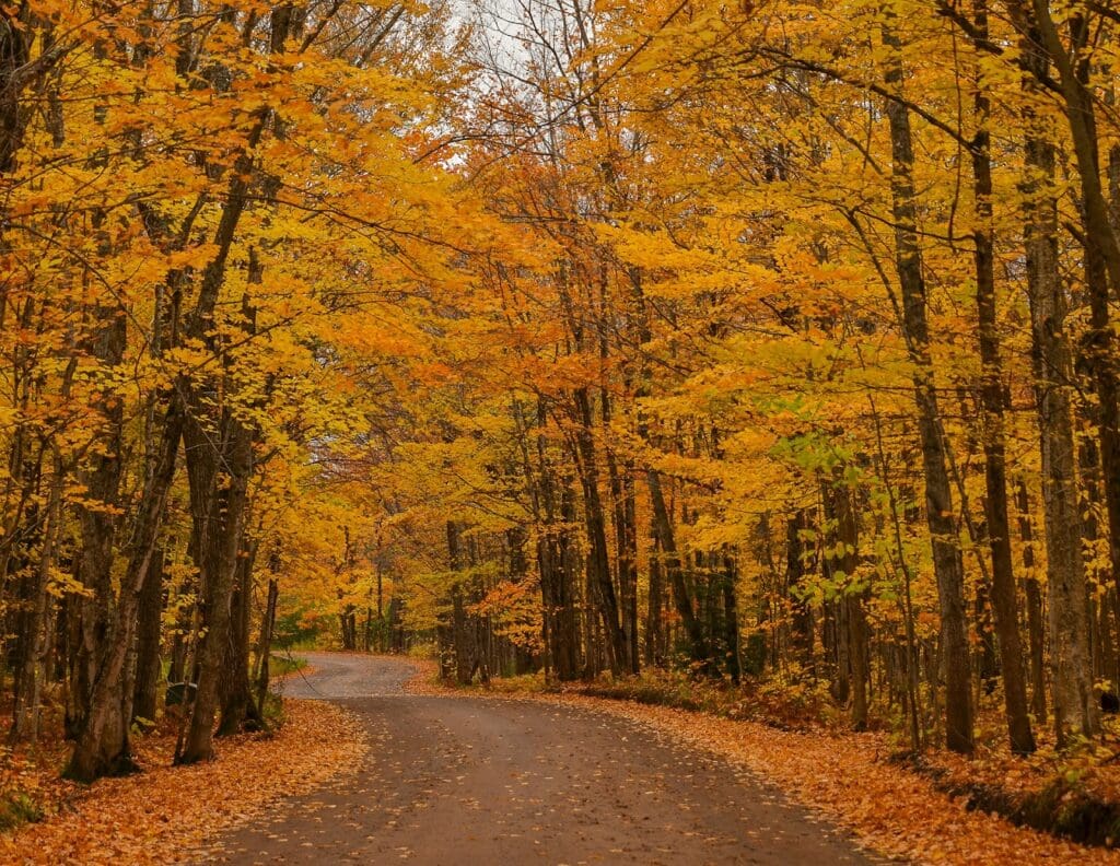 Fall colors along a tree-lined New Jersey backroad during peak foliage weekend.