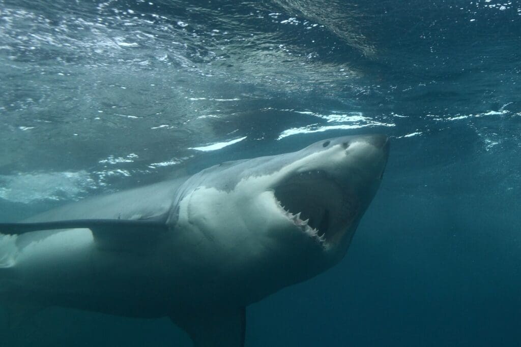 Contender great white shark migration map off New Jersey coast