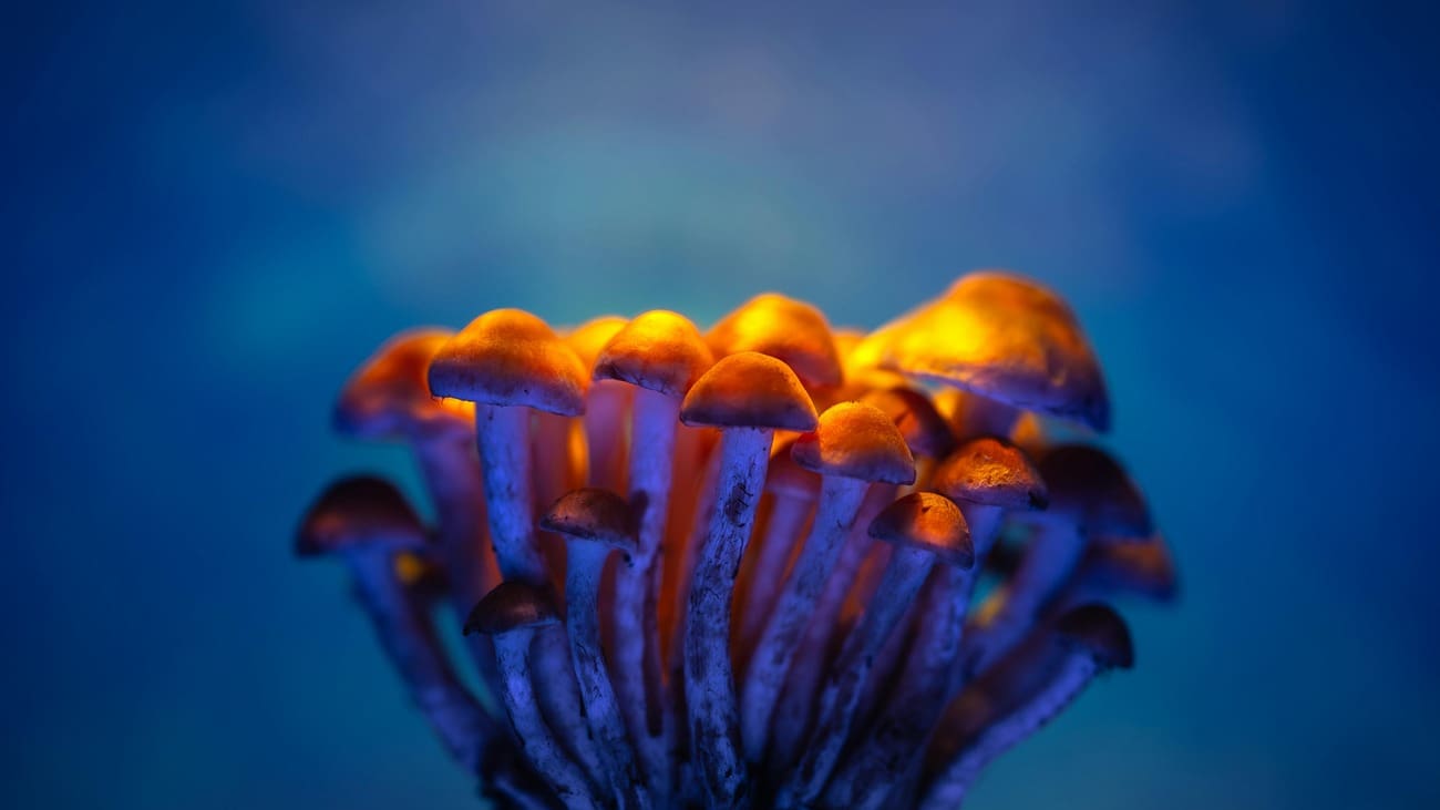 Close-up photo of several brown mushrooms with textured caps, arranged against a dark background.