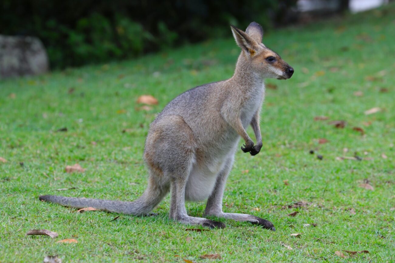 wallaby escapes from south jersey farm