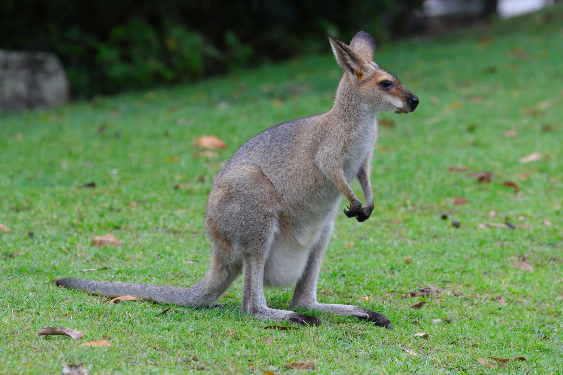 wallaby escapes from south jersey farm