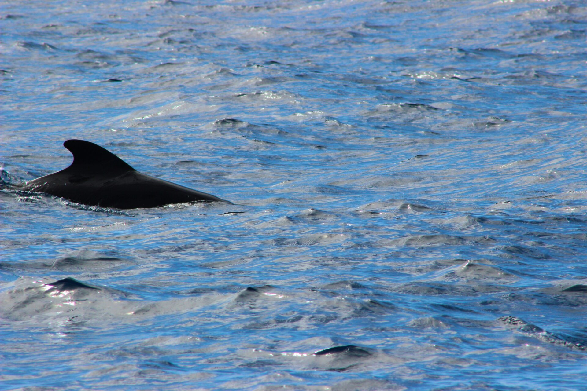fin whale found dead on ship in new jersey