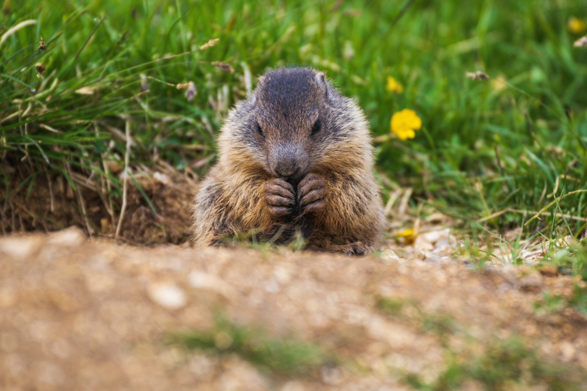 groundhog day NJ