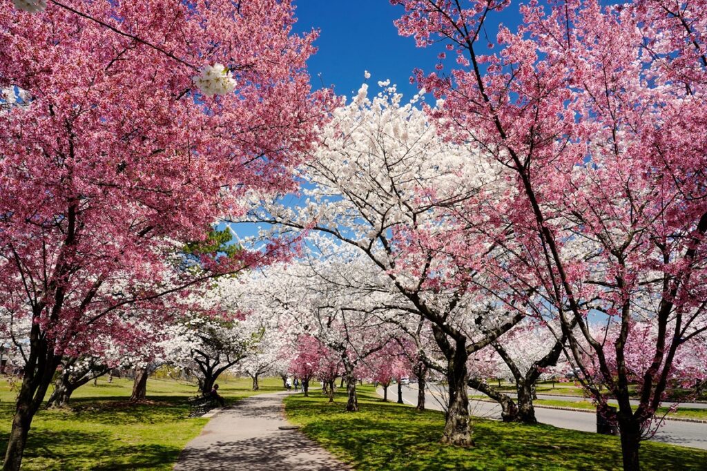 Cherry blossom trees in full bloom along a walking path at Branch Brook Park in Newark, New Jersey