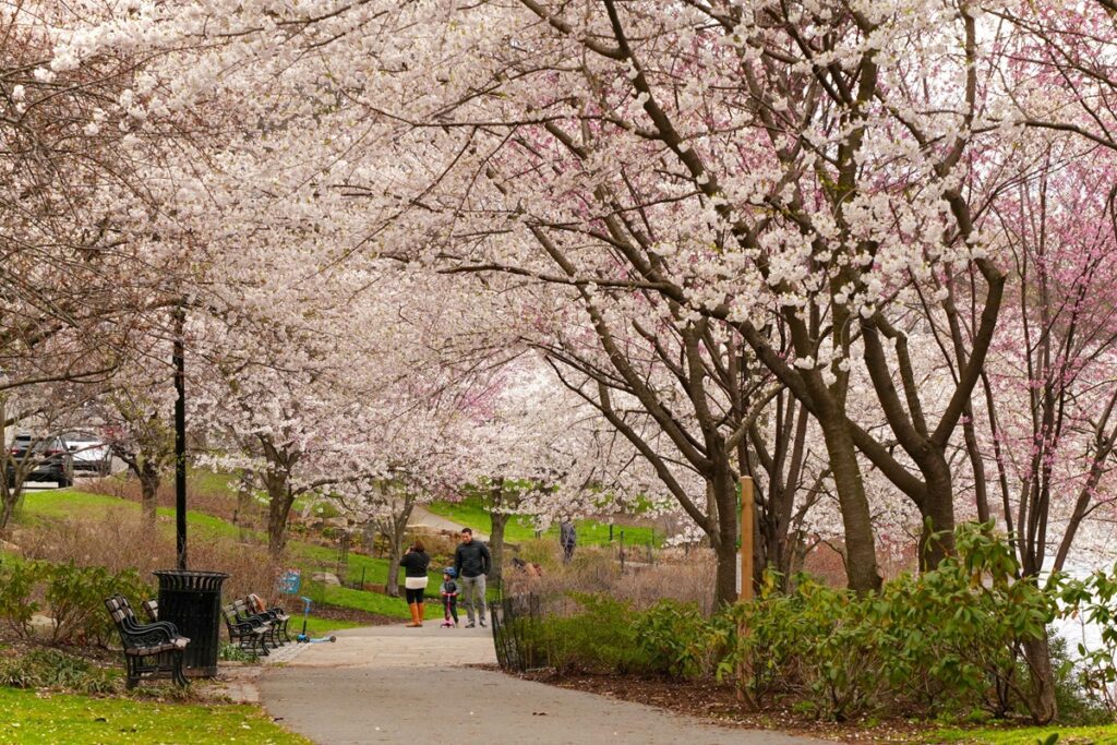 People walking under cherry blossom trees at Branch Brook Park in Newark, New Jersey during peak bloom