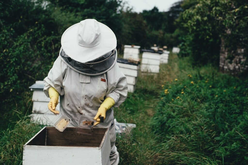 Beekeeper inspecting honeycomb frames at a honey farm