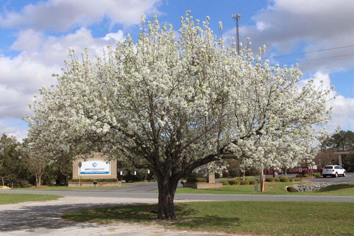 Bradford pear tree, now banned in new jersey