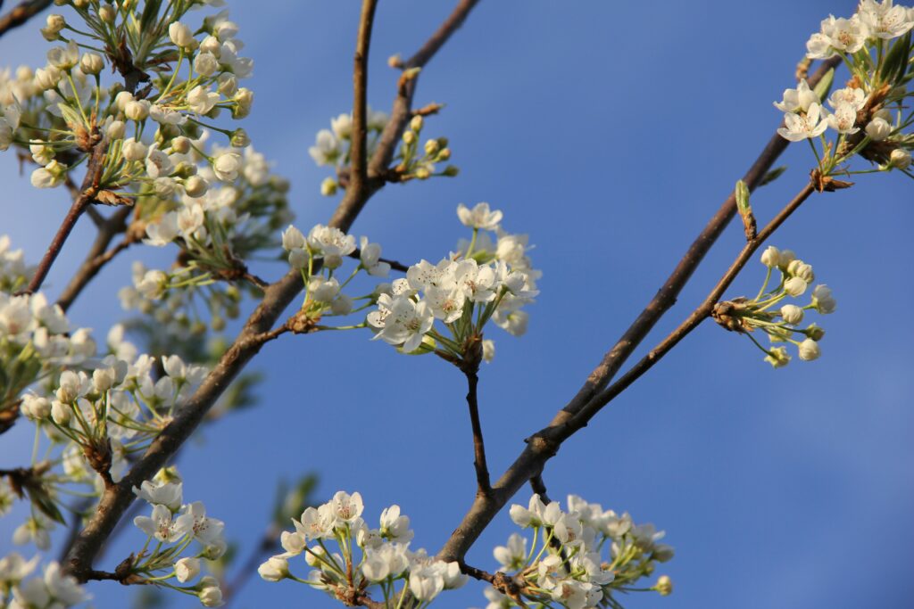 Bradford pear tree branches with white blossoms against a blue sky