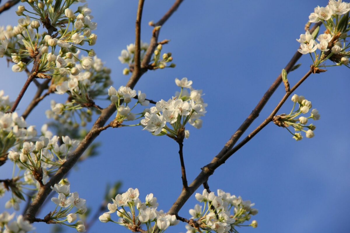 Bradford pear tree branches with white blossoms against a blue sky