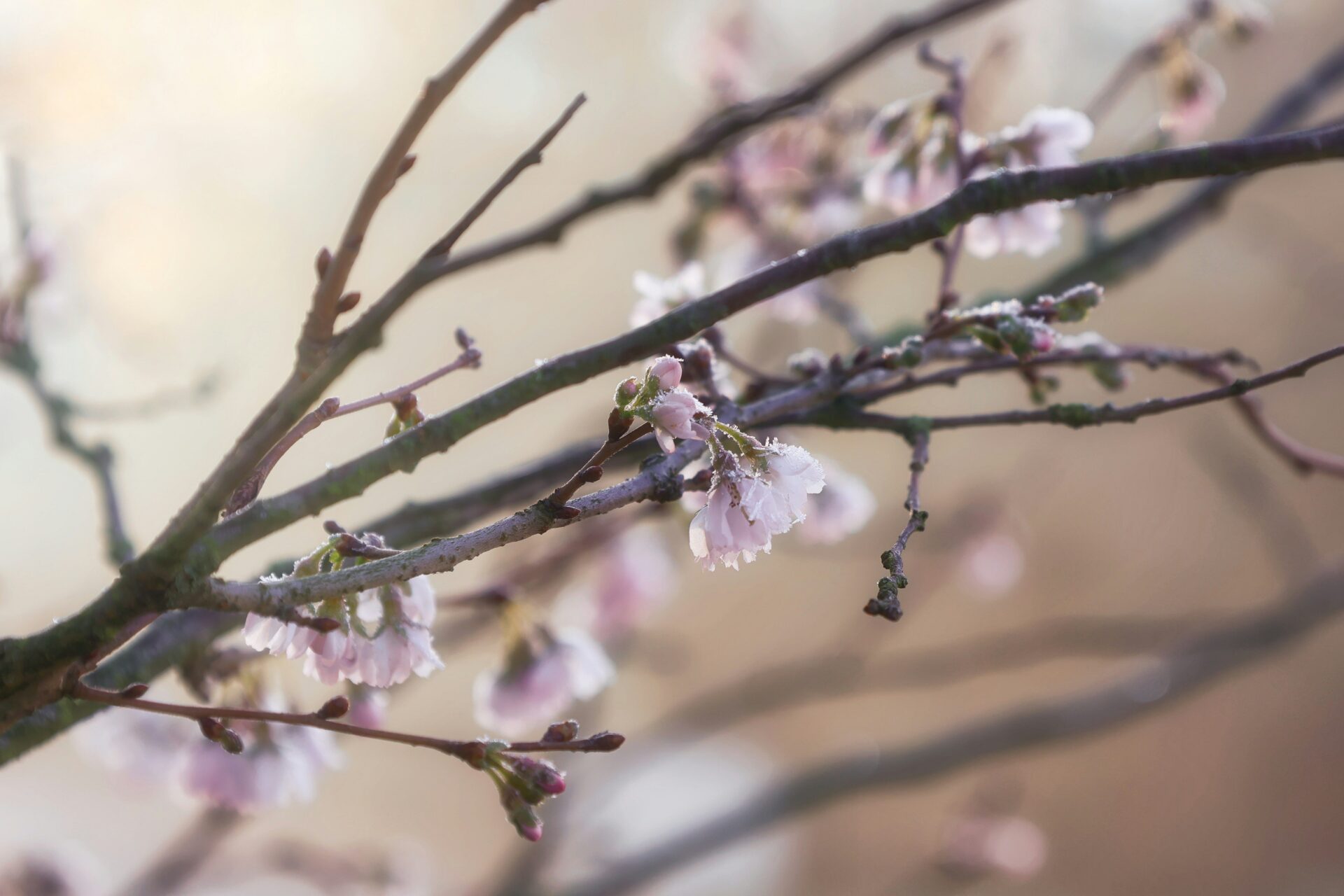 Frost on spring blossoms during a late April freeze